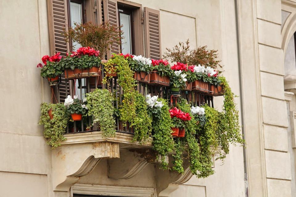 Co sadzić wiosną na balkonie? Jakie rośliny na balkon będą dobre?