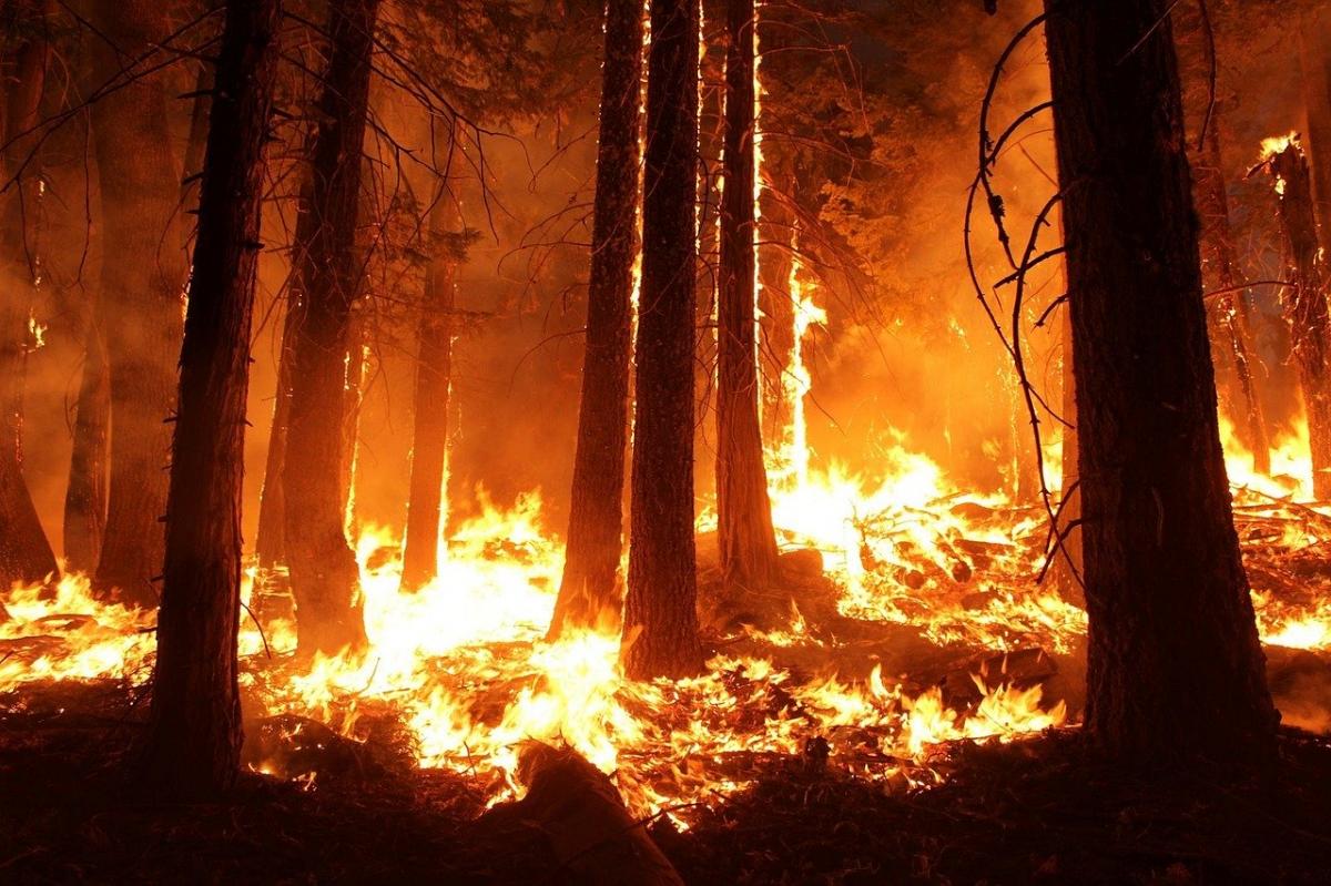 Duże zagrożenie pożarowe w lasach. Czy zamkną je ponownie? 