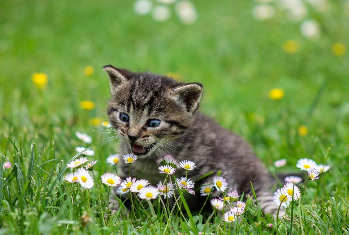 Kwiaty bezpieczne dla kota. - Jakie rośliny lubią koty?
