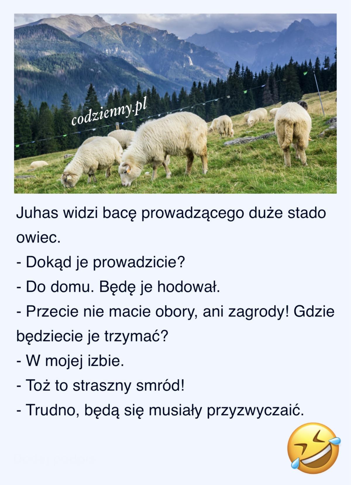 Baca z owcami 