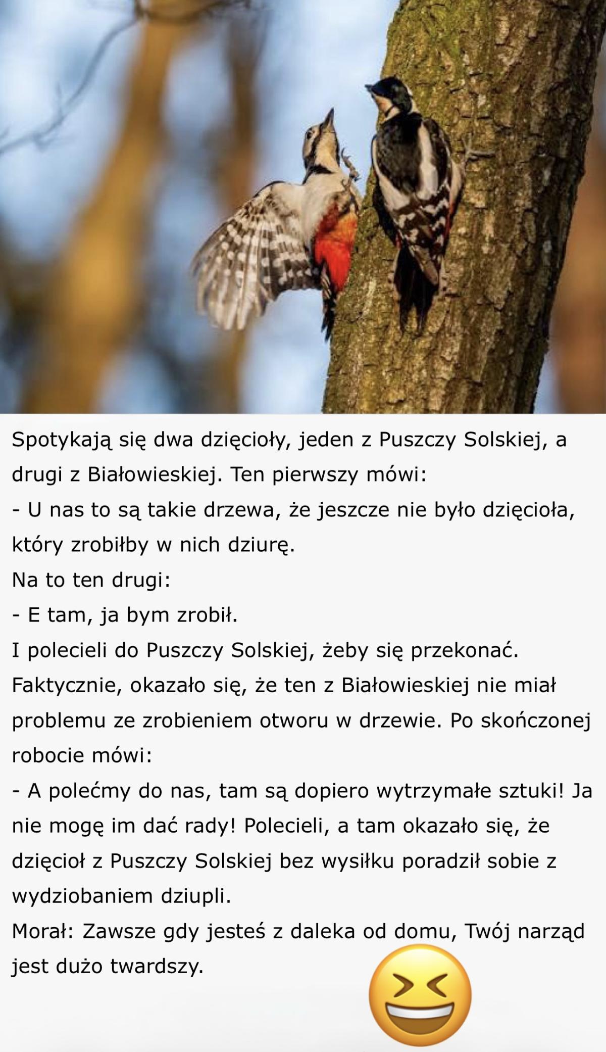 Dowcip o dwóch dzięciołach 