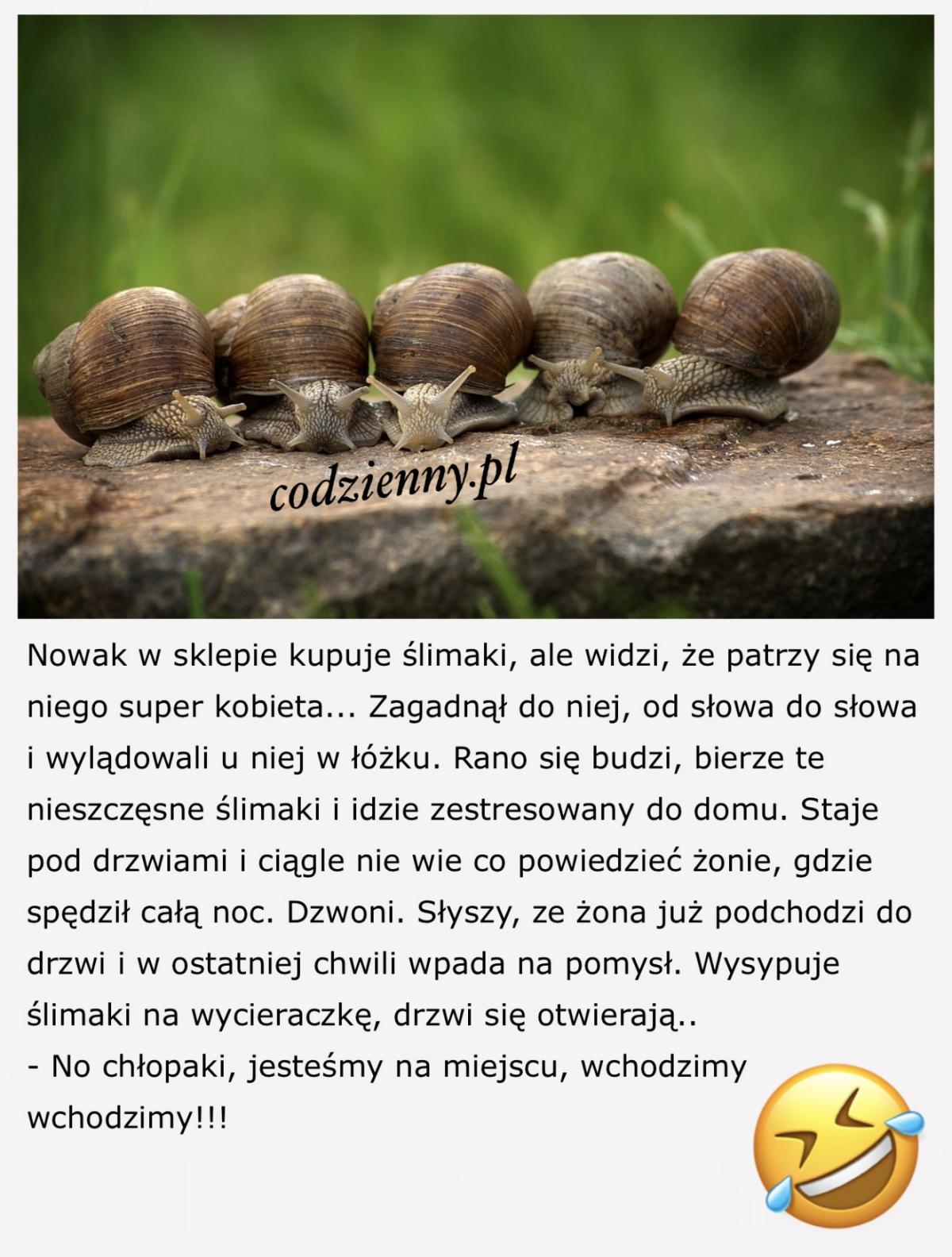 Dowcip o ślimakach 