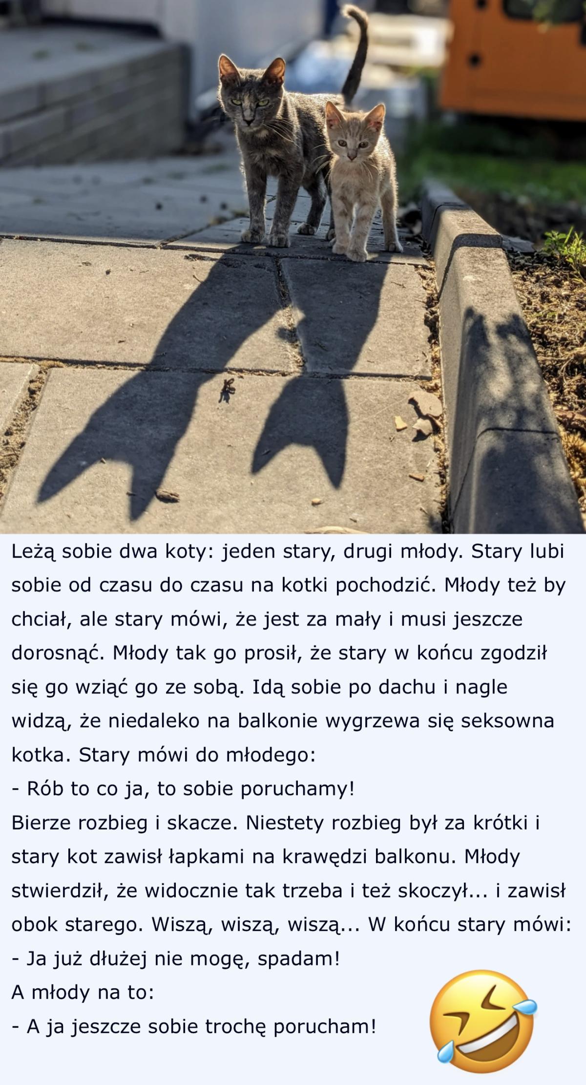 Koty ruszają na łowy 