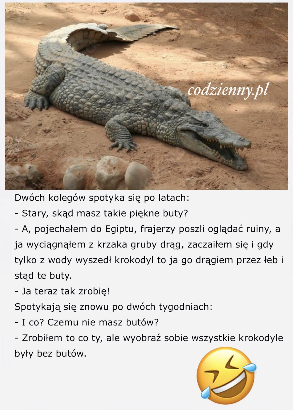 Piękne buty z krokodyla 
