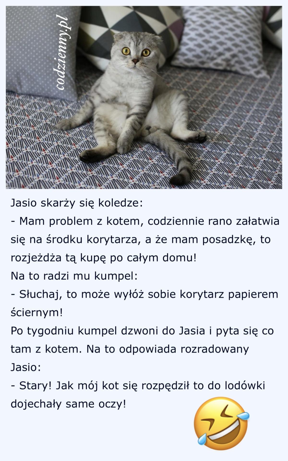 Problem z kotem 
