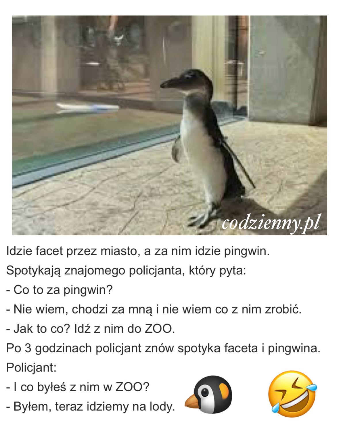 Spacer z pingwinem 