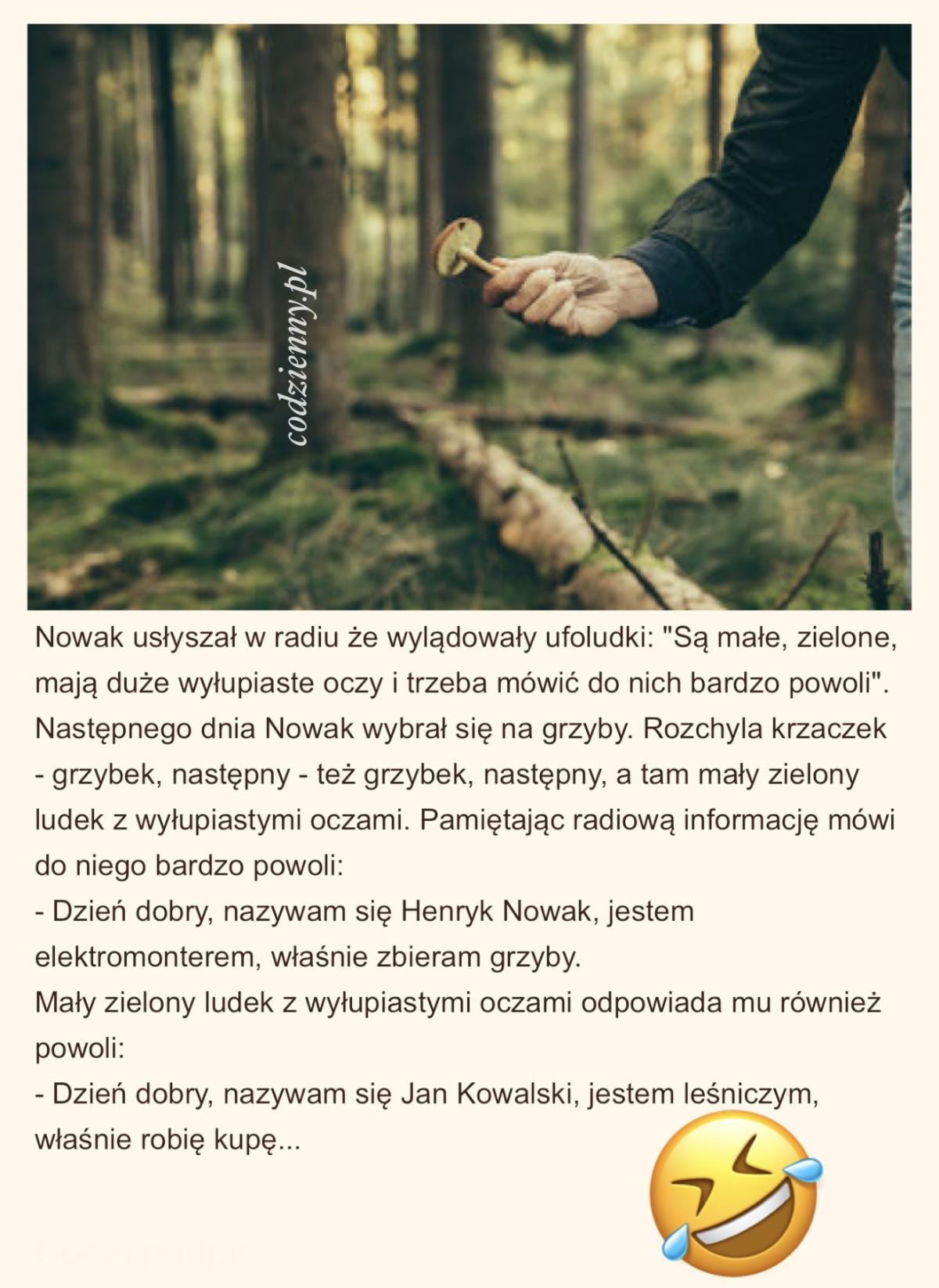 Ufoludki w lesie
