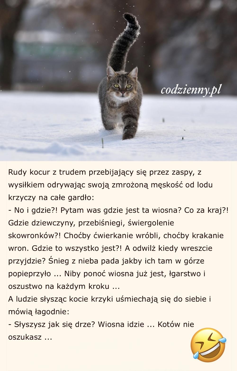 Wściekły kot