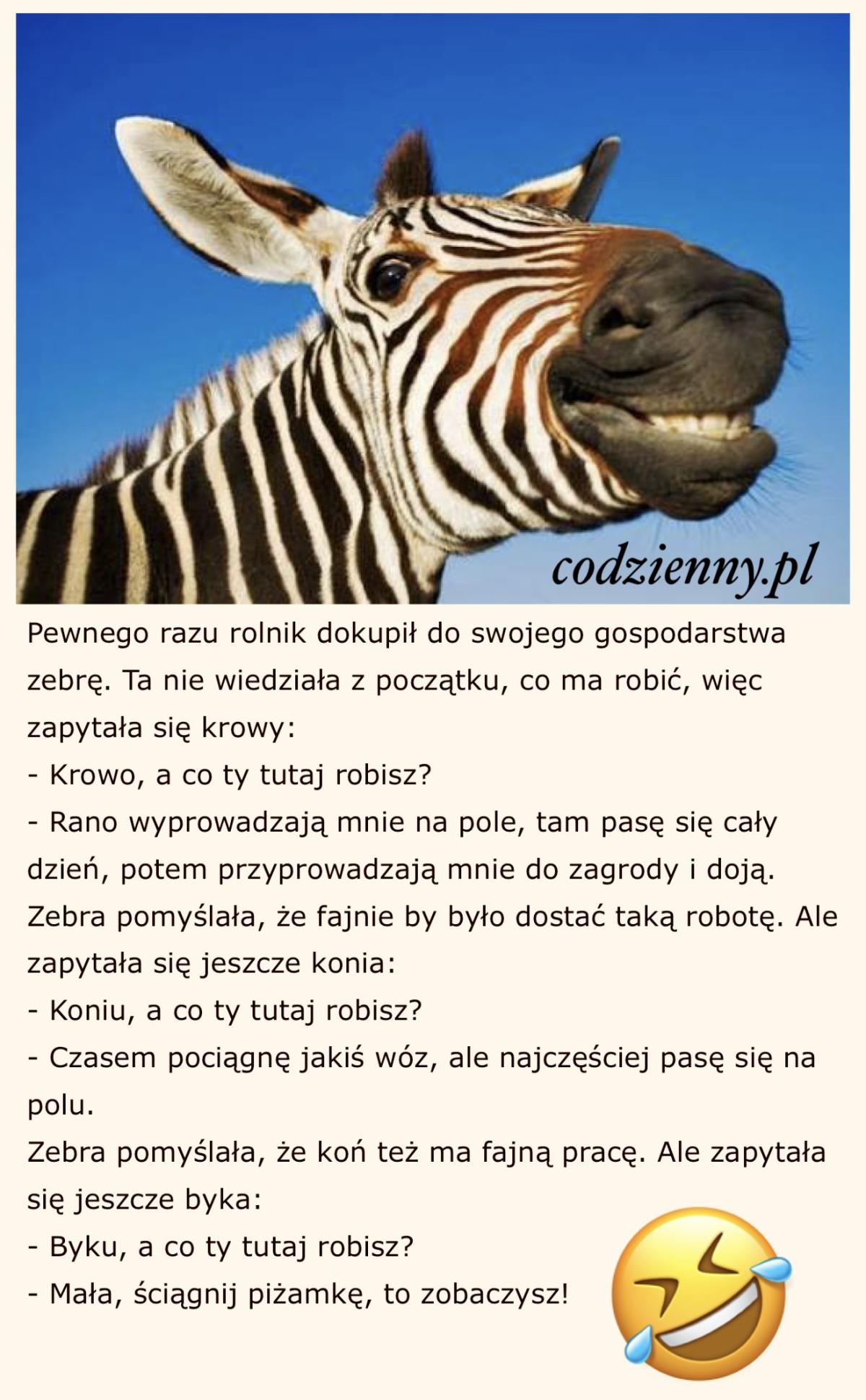 Zebra na wsi 