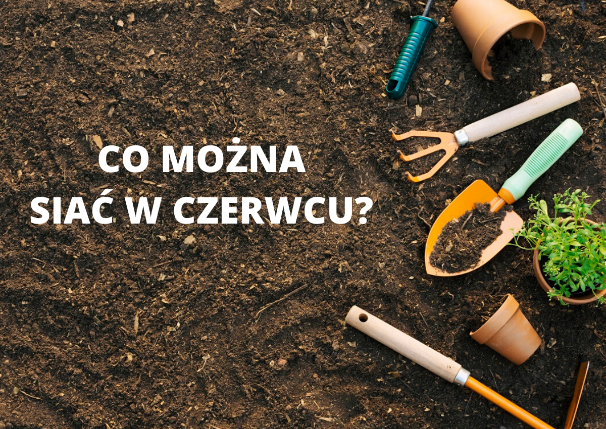 Co można siać w czerwcu? - Co można siać na działce?