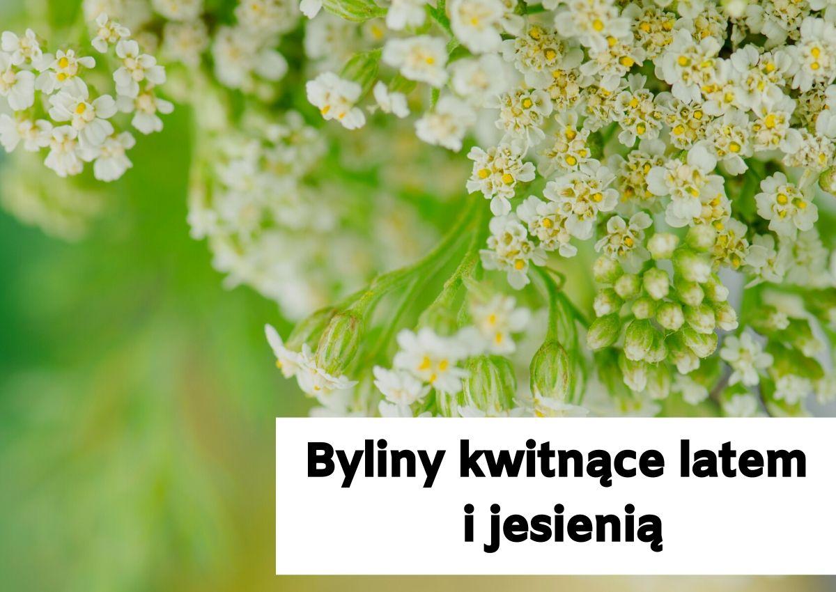 Jakie byliny kwitną latem i jesienią?