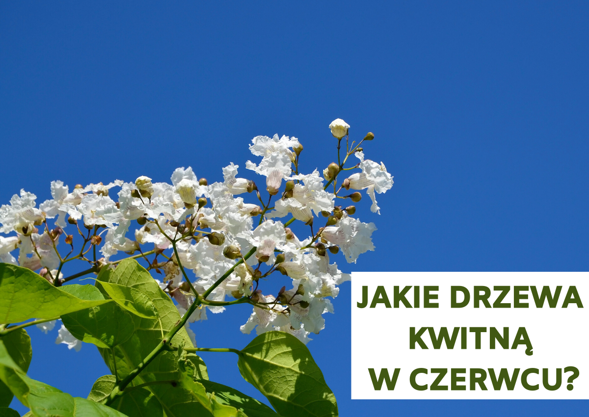 Jakie drzewa kwitną w czerwcu? Drzewa kwitnące w czerwcu