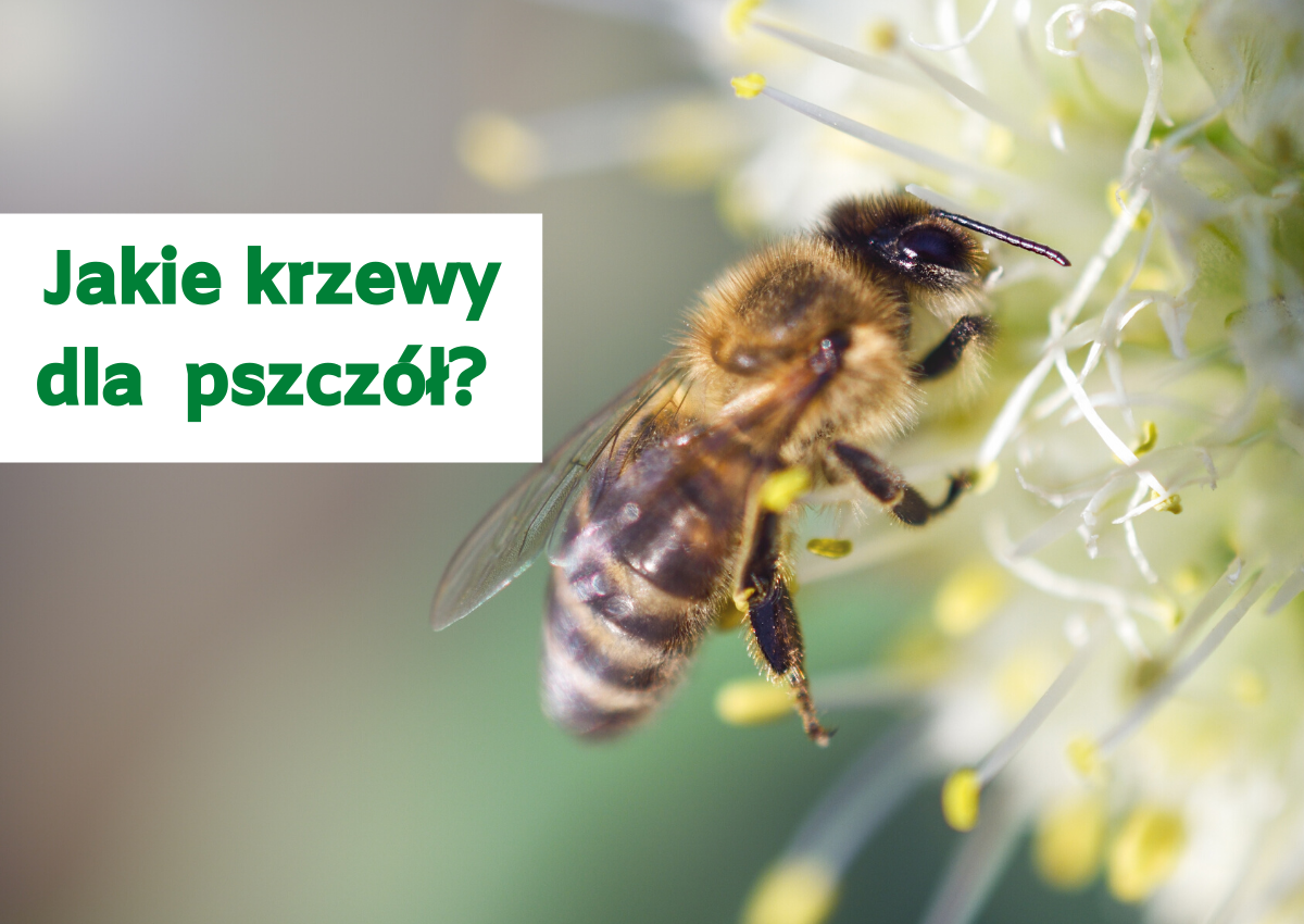 Jakie krzewy dla pszczół w ogrodzie?