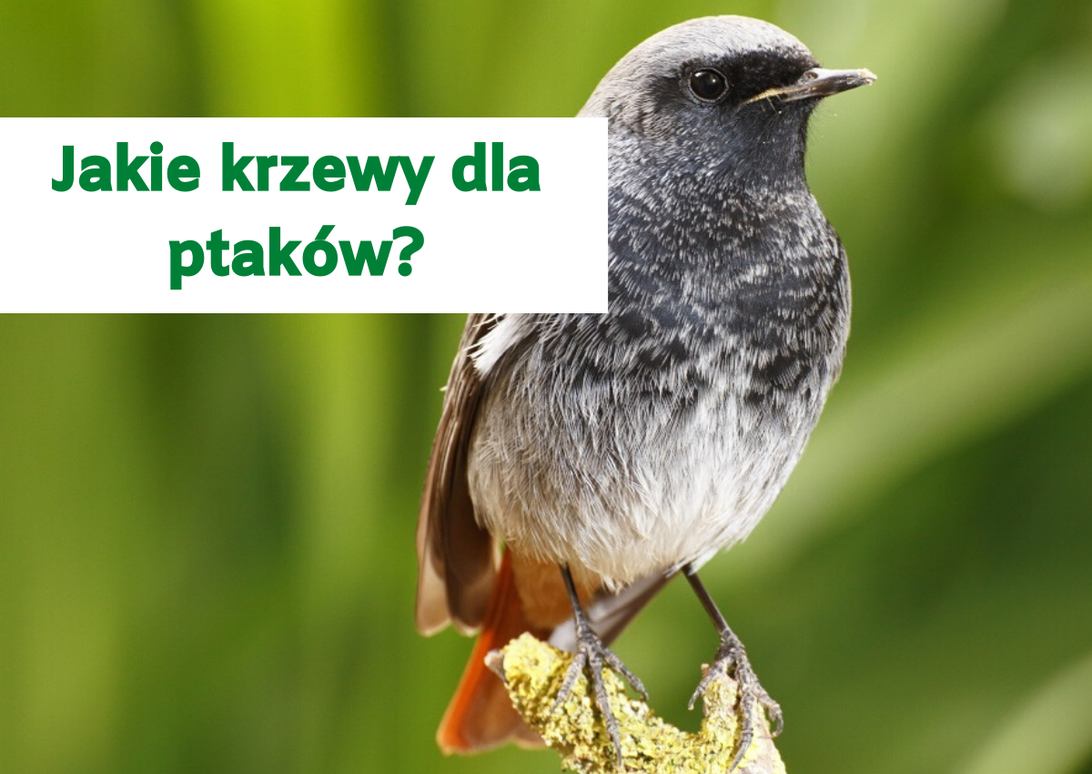 Jakie krzewy dla ptaków?
