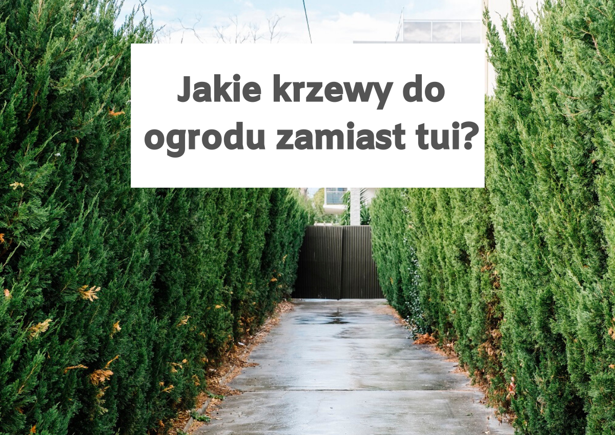 Jakie krzewy do ogrodu zamiast tui?