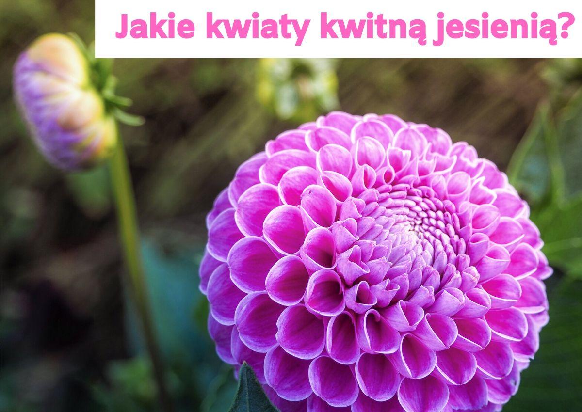 Jakie kwiaty kwitną jesienią? - Kwiaty kwitnące jesienią