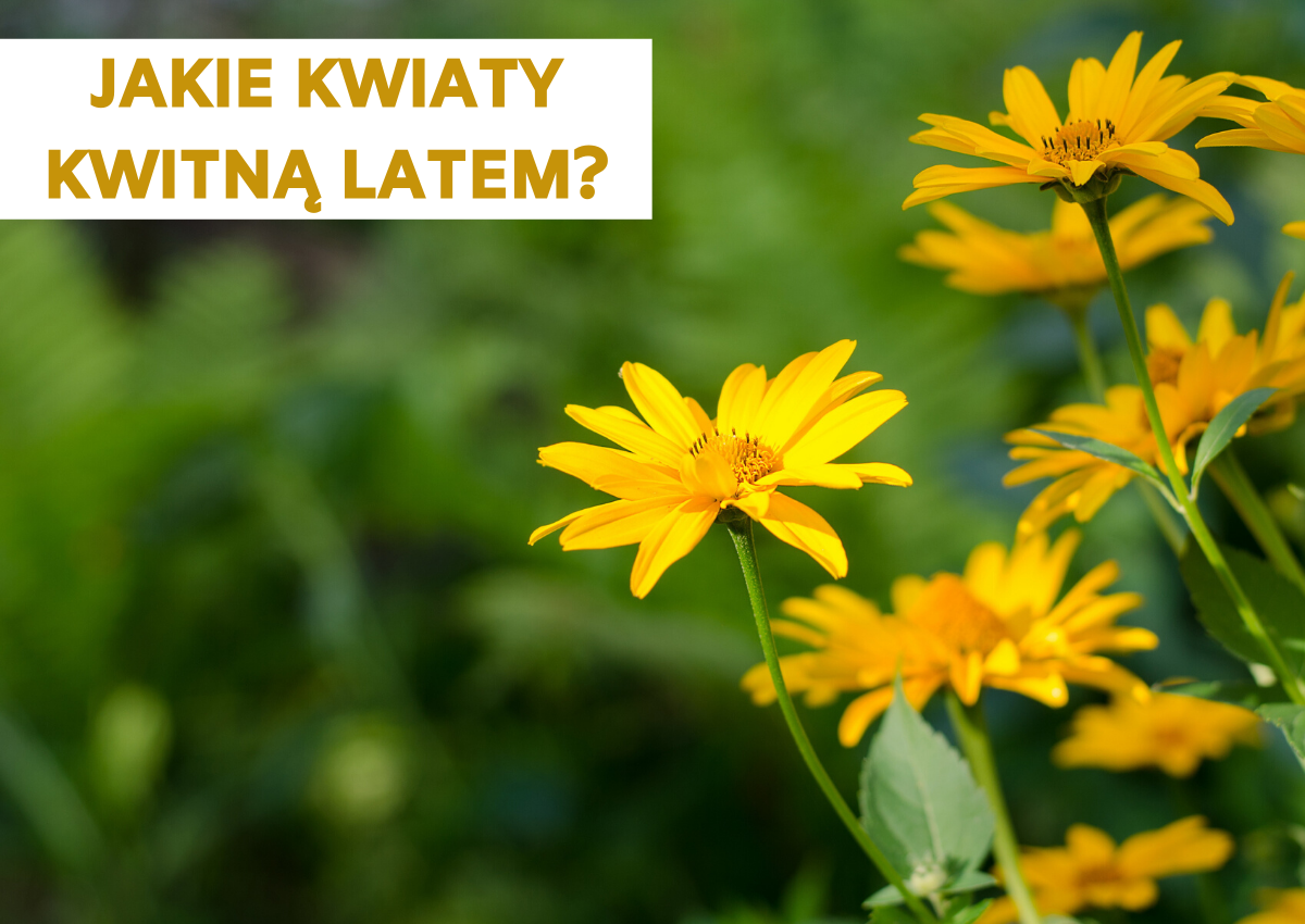 Jakie kwiaty kwitną latem? Kwiaty kwitnące latem.