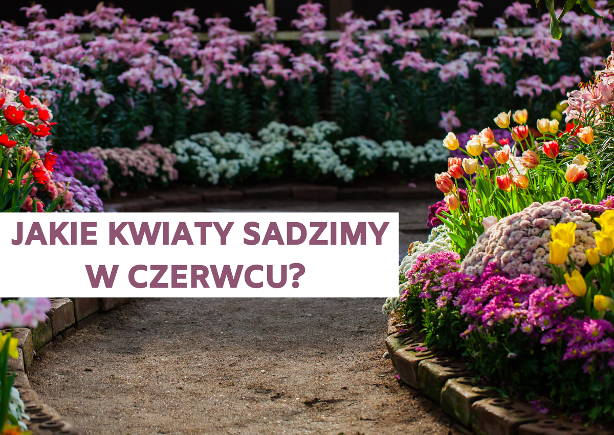 Jakie rośliny można sadzić w czerwcu?