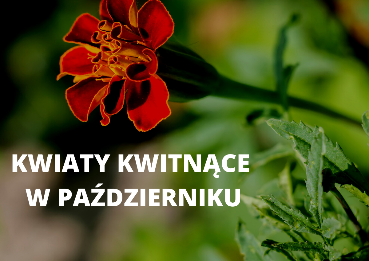 Kwiaty kwitnące w październiku - Co kwitnie w październiku?