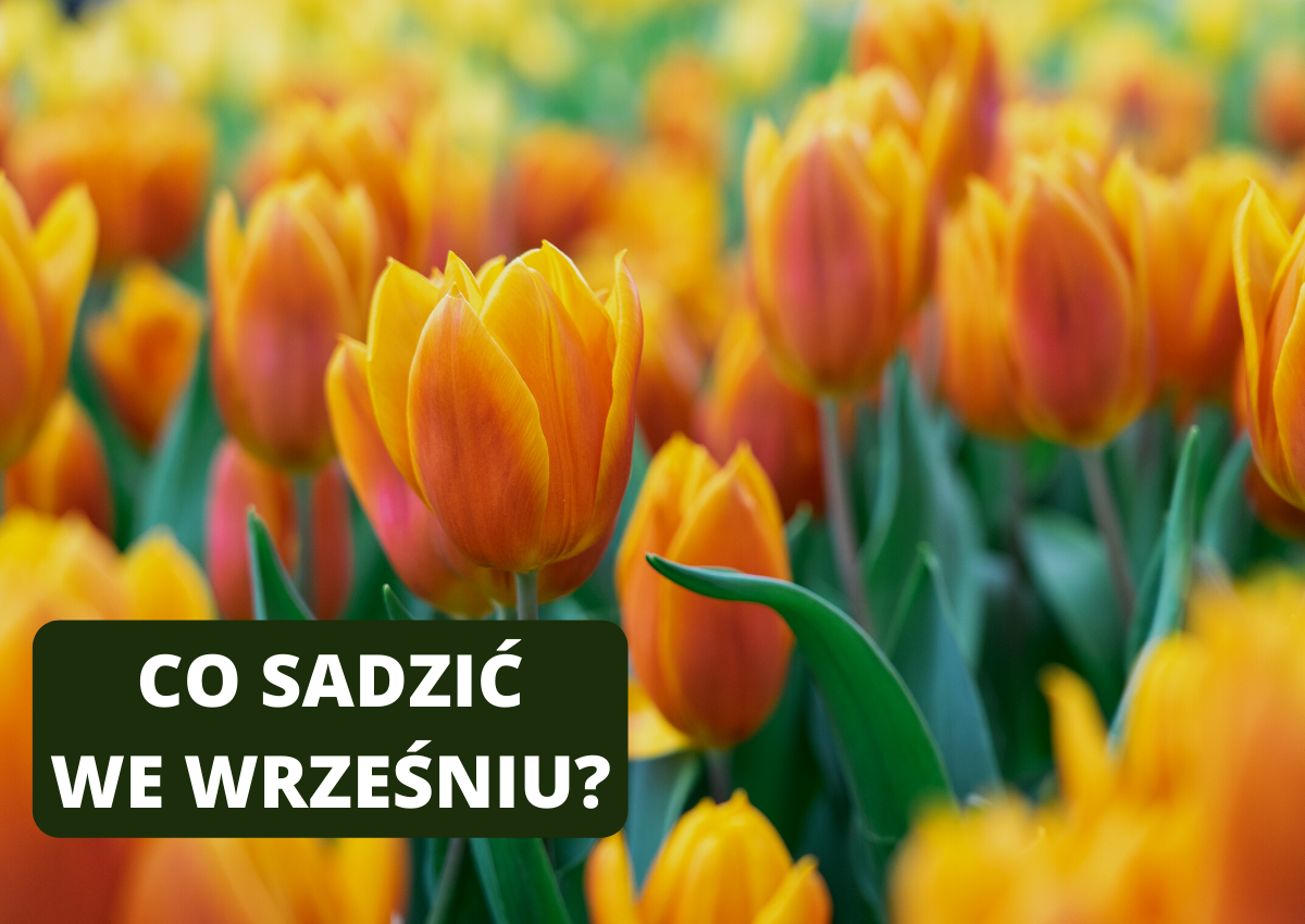 Sadzenie roślin we wrześniu - Co można sadzić we wrześniu?